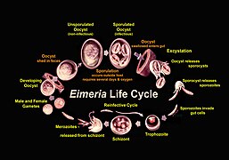 Eimeria : cycle de vie.