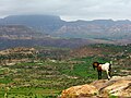 Эфиопское нагорье и гора Рас-Дашэн