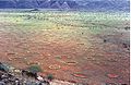 "Fairy circles" Marienflusstal arean, Namibian.