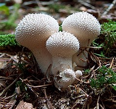 Agaricaceae Lycoperdon perlatum