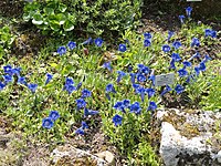 Gentiana angustifolia