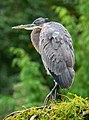 Image 64Great blue heron in Green-Wood Cemetery