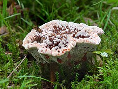 Hydnellum ferrugineum, un Thelephorales