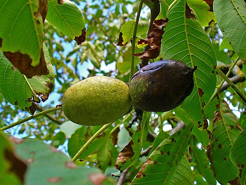 Many, especially “wild” growing trees get infected by the fungus ‘’Marssonina juglandis’’: Brown spots on the leaves and the fruits get black.