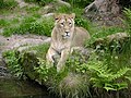 Bir dişi Asya aslanı (Panthera leo persica). Türkiye'de en son 19. yüzyılın sonlarında görülmüştür.