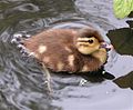 Mandarin Duck (duckling)