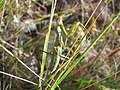 Mantis religiosa (Pelegrina, Guadalajara)