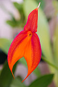 Masdevallia veitchiana