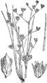 Juncus articulatus Členkoviti loč plate 484 in: Martin Cilenšek: Naše škodljive rastline Celovec (1892)