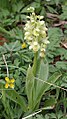 Orchis pallens