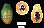 Carica papaya, сорта „Залез“