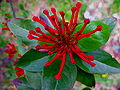 Fiori di Embothrium coccineum.