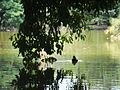 Pato en el lago de la Universidad del Valle.