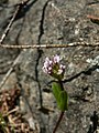 Plectritis congesta