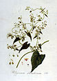 Flora Batava (1807)