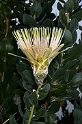 Protea aurea subsp. potbergensis 0276.jpg