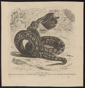 Python sebae - 1700-1880 - Print - Iconographia Zoologica - Special Collections University of Amsterdam - UBA01 IZ11800209.tif