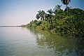 Galériaerdő a Gambia-folyó mentén