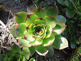 Stoginė šilropė (Sempervivum tectorum)