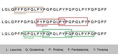 Seqüència 33-mer.jpg