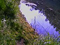 pl: Skupisko rosiczek w Dolinie Żabnika en: Drosera rotundifolia in Zabnik Valley