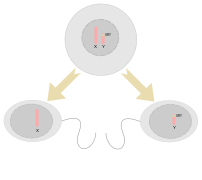 Spermatogenèse simplifiée.svg