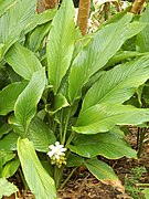 Starr-140925-1977-Curcuma longa-flowering habit-Pali o Waipio Huelo-Maui (25128294462).jpg