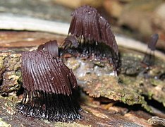 Stemonitis fusca