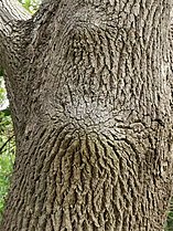 Bark of Cinnamomum camphora