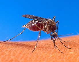 Keltakuumehyttynen (Aedes aegypti)