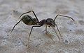 Laba-laba pelompat Myrmarachne yang menyerupai semut; subordo Araneomorphae