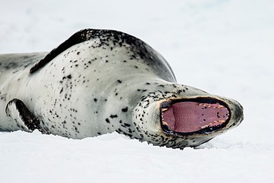 Leopard seal