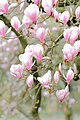 Magnolienhain in Aschaffenburg im Frühjahr 2020