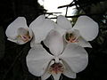 Phalaenopsis aphrodite