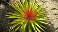 Bromelia humilis