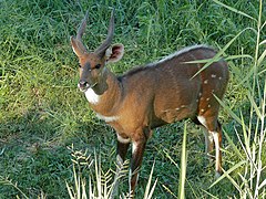 Guib harnaché ♂.