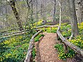 Image 92Prospect Park Vale of Cashmere covered in lesser celandine, with a leucistic white squirrel in the distance