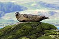 Image 29Common or harbour seal, seen off Lismore Credit: Charles J Sharp