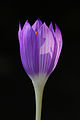 Crocus autranii (H)