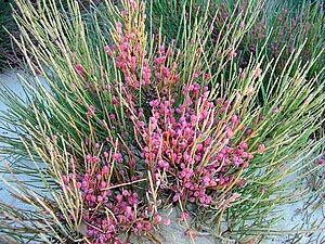 Ephedra fragilis Algeciras, Spain