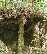 Cabane de charbonnier sur le Fil.