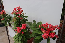 Euphorbia milii - Ботаничка градина Скопје (2).jpg