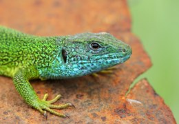 European green lizard - Oostelijke smaragdhagedis - Lacerta viridis.tif