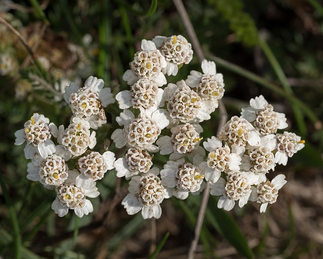 Achillea flowers on Djurgarden