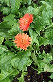 Gerbera jamesonii (טריכ., פור., קס.)