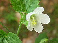 Hibiscus lobatus