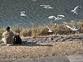 Thumbnail for File:Kamo-gawa in Kyoto Birds feeding hdsr S5 11.jpg