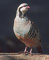 National bird of Pakistan