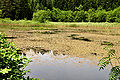 English: Punschart pond in a landscape protection area Deutsch: Punschartteich im Landschaftsschutzgebiet