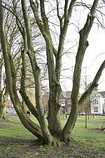 Ulmus glabra var. Exoniensis Lägg märke till riktigt utförda beskärningar på stammarna